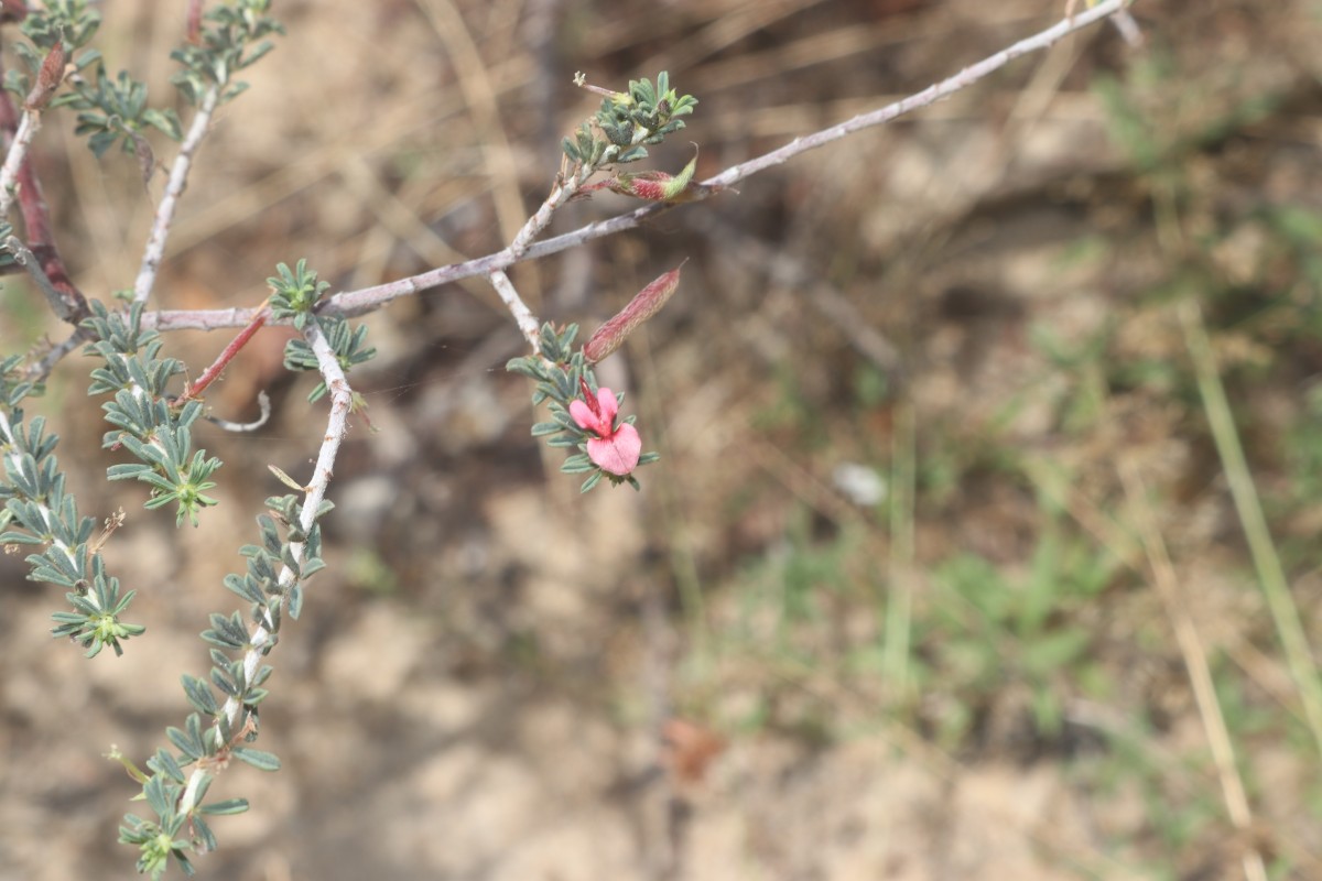 Indigofera aspalathoides Vahl ex DC.